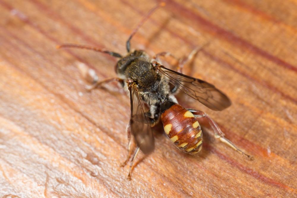  Nomada armata Herrich-Schäffer, 1839