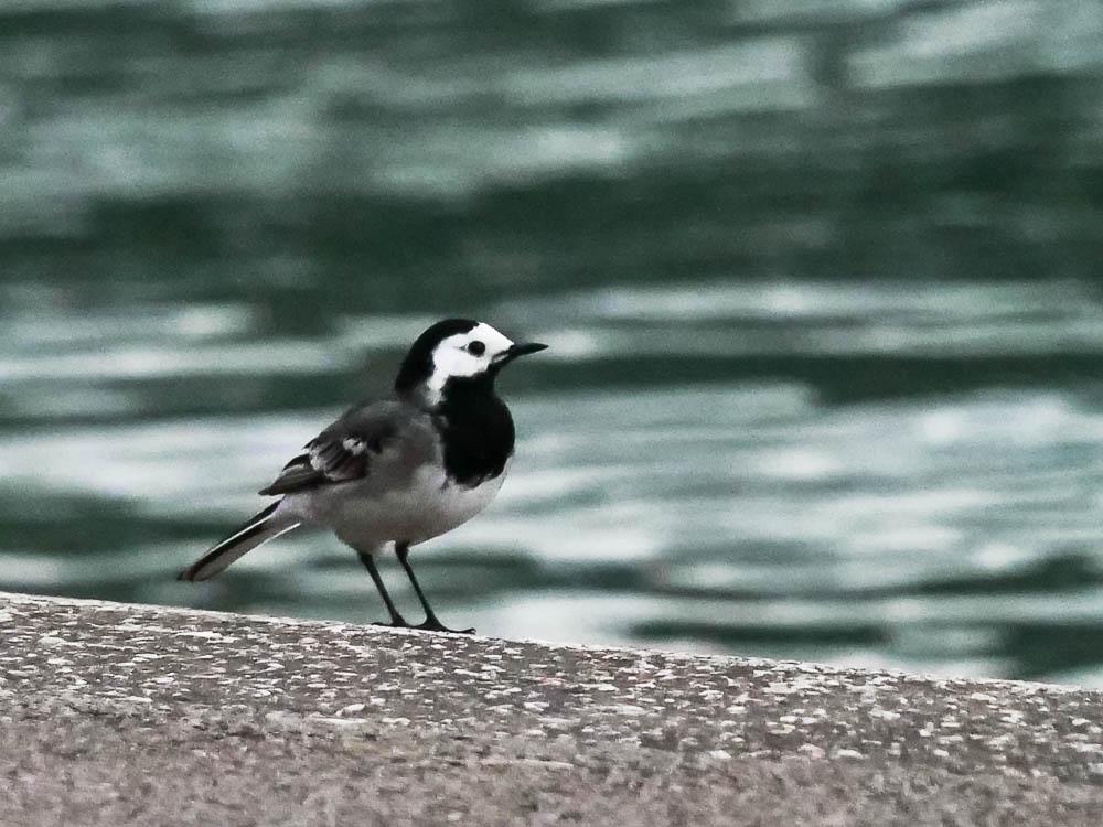 Bergeronnette grise Motacilla alba Linnaeus, 1758