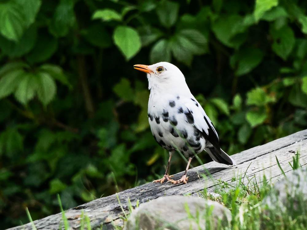 Merle noir Turdus merula Linnaeus, 1758