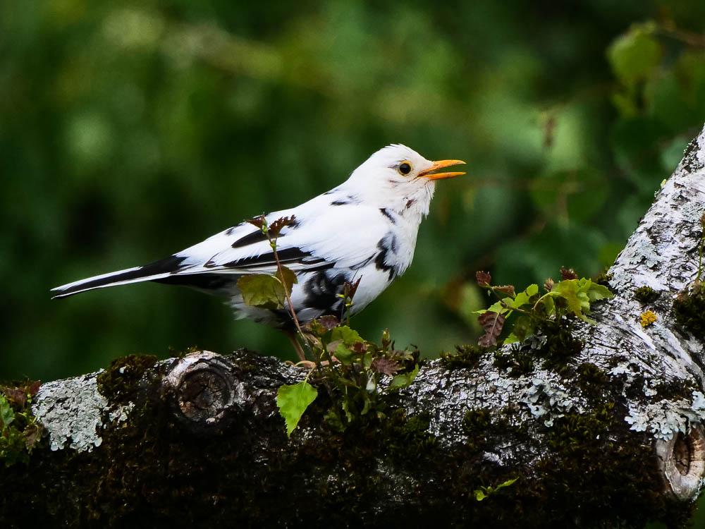 Merle noir Turdus merula Linnaeus, 1758