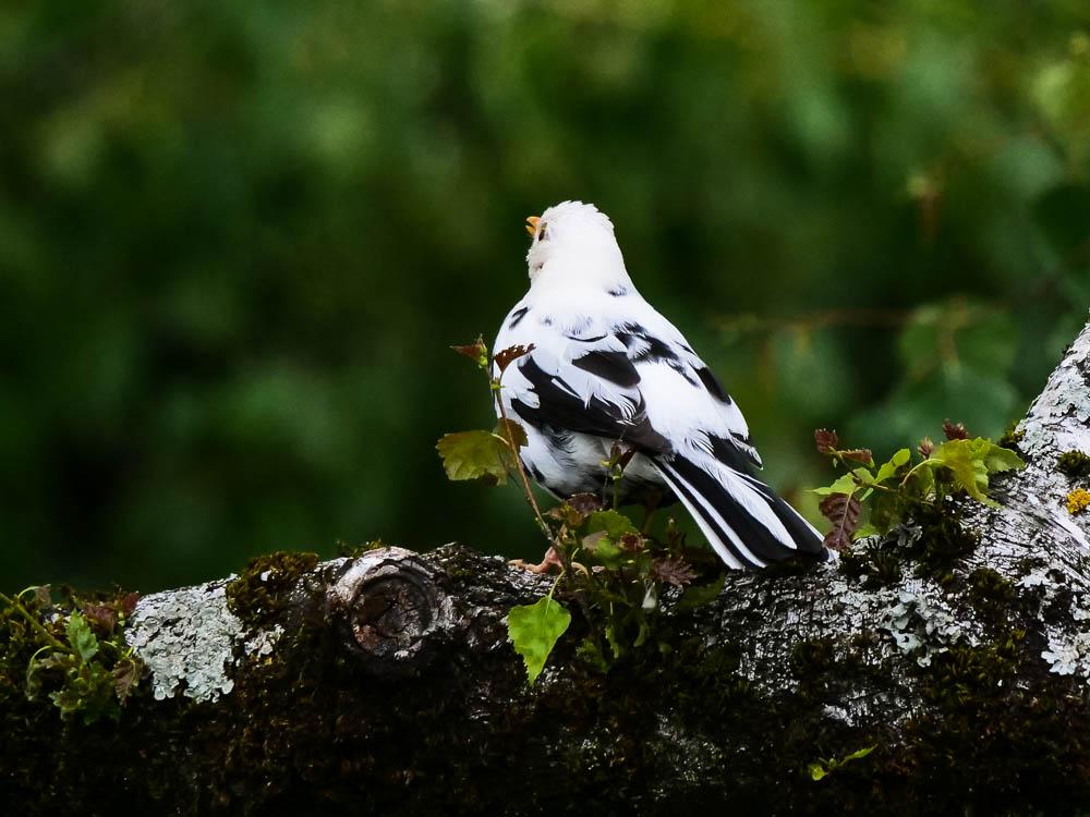 Merle noir Turdus merula Linnaeus, 1758