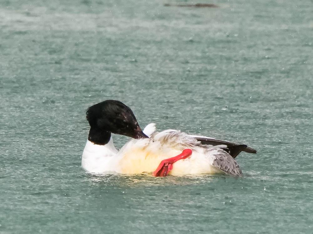 Harle bièvre Mergus merganser Linnaeus, 1758