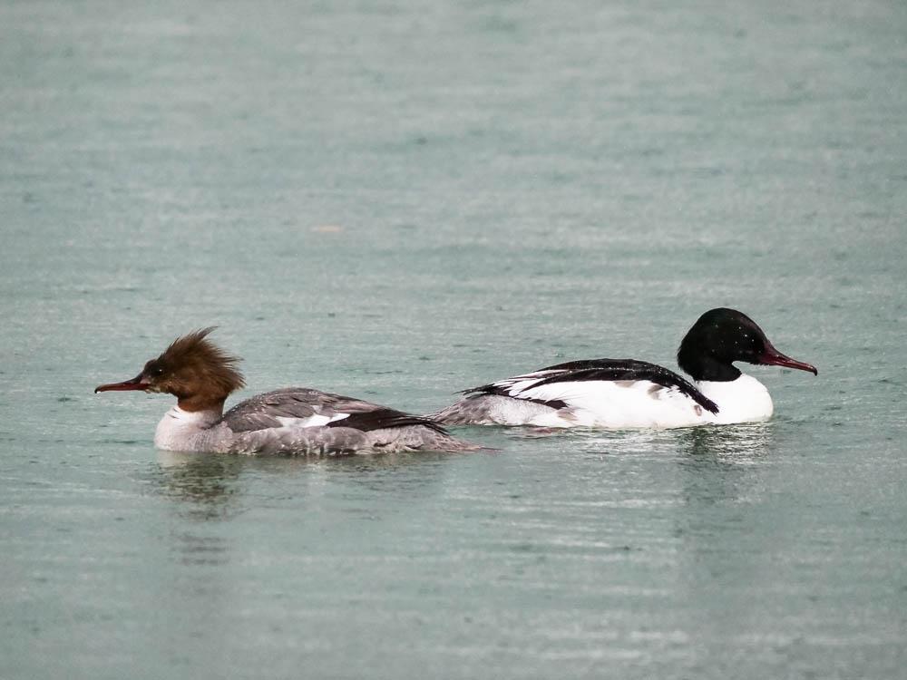 Harle bièvre Mergus merganser Linnaeus, 1758