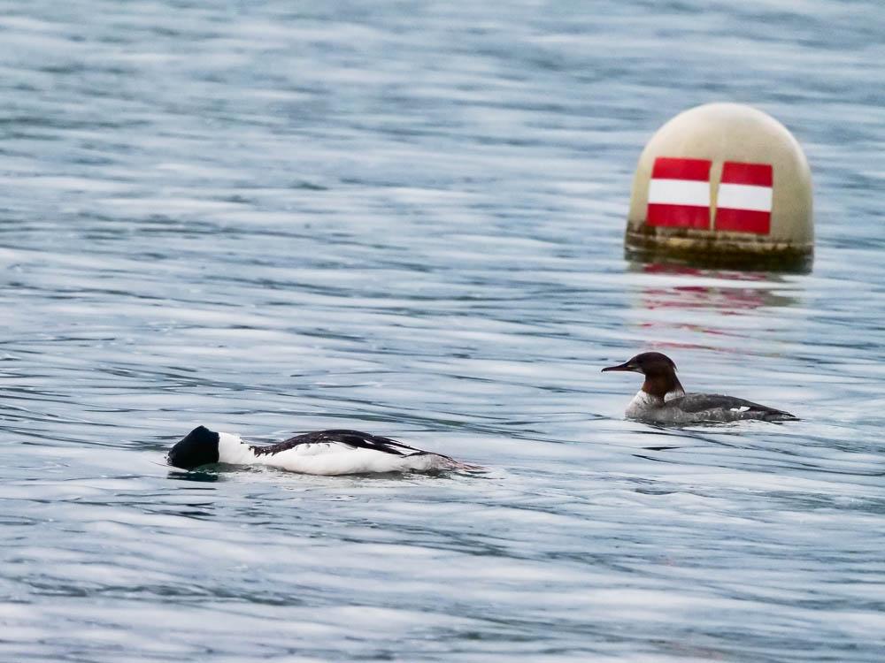Harle bièvre Mergus merganser Linnaeus, 1758