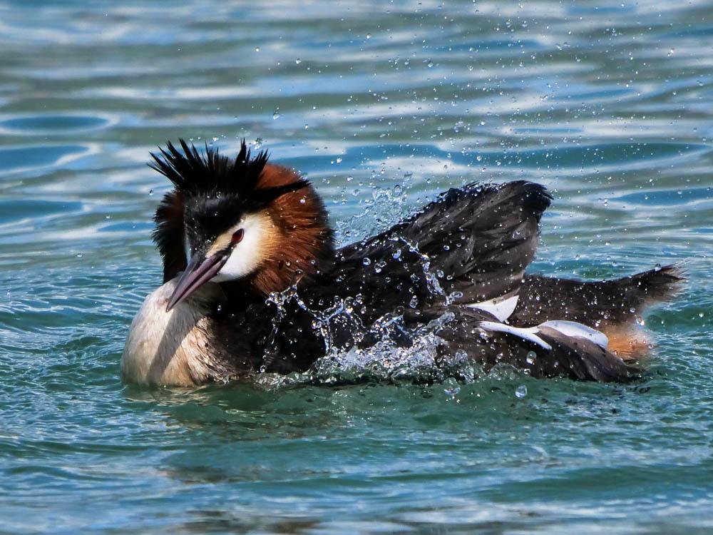 Grèbe huppé Podiceps cristatus (Linnaeus, 1758)