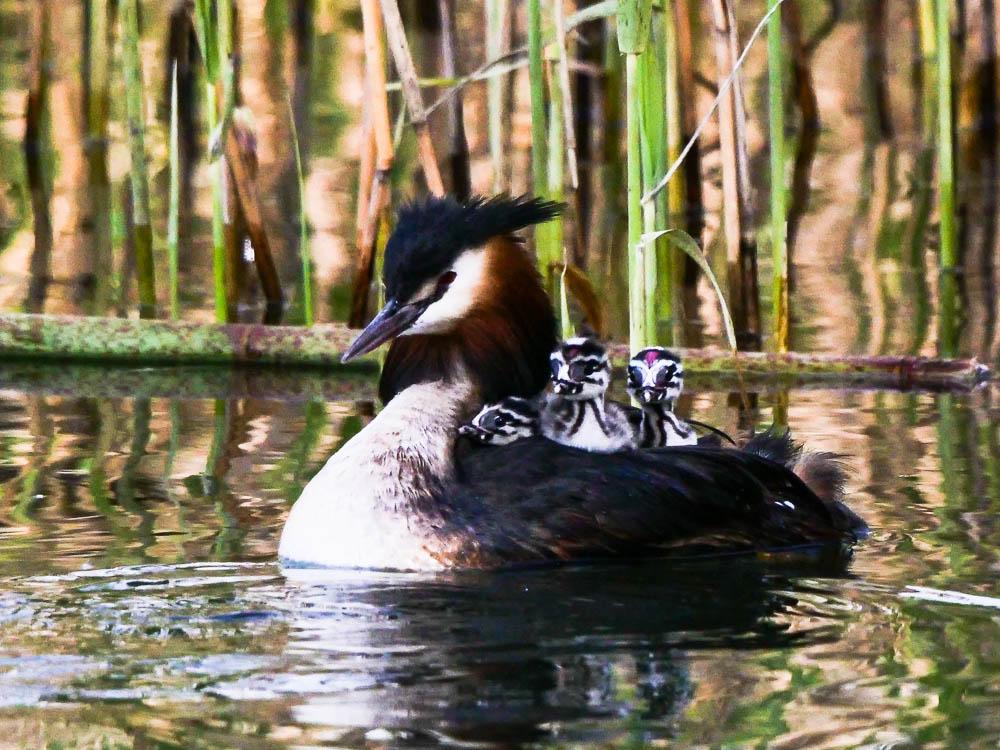 Grèbe huppé Podiceps cristatus (Linnaeus, 1758)
