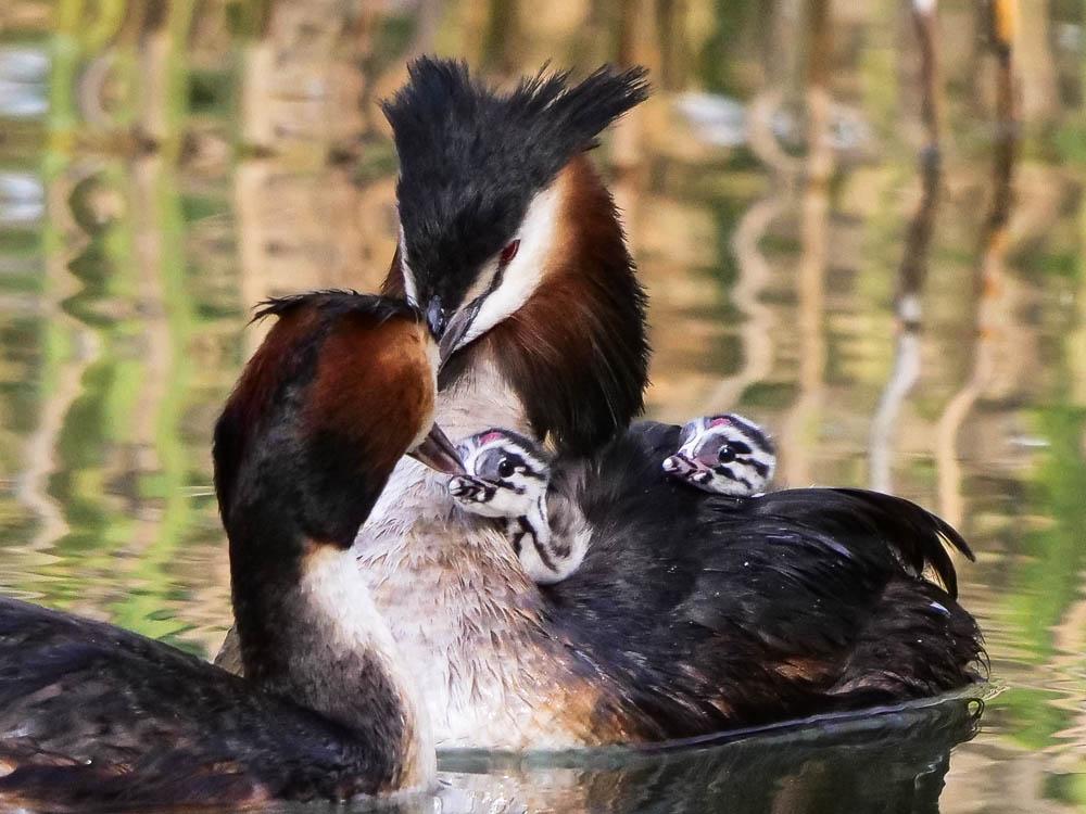Grèbe huppé Podiceps cristatus (Linnaeus, 1758)