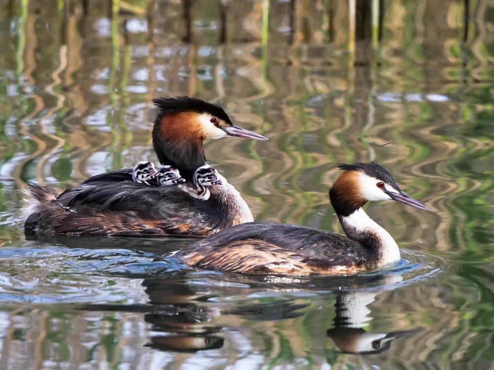 Grèbe huppé Podiceps cristatus (Linnaeus, 1758)