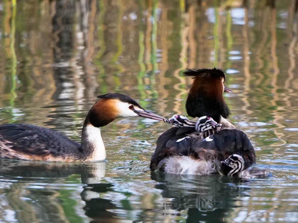 Grèbe huppé Podiceps cristatus (Linnaeus, 1758)