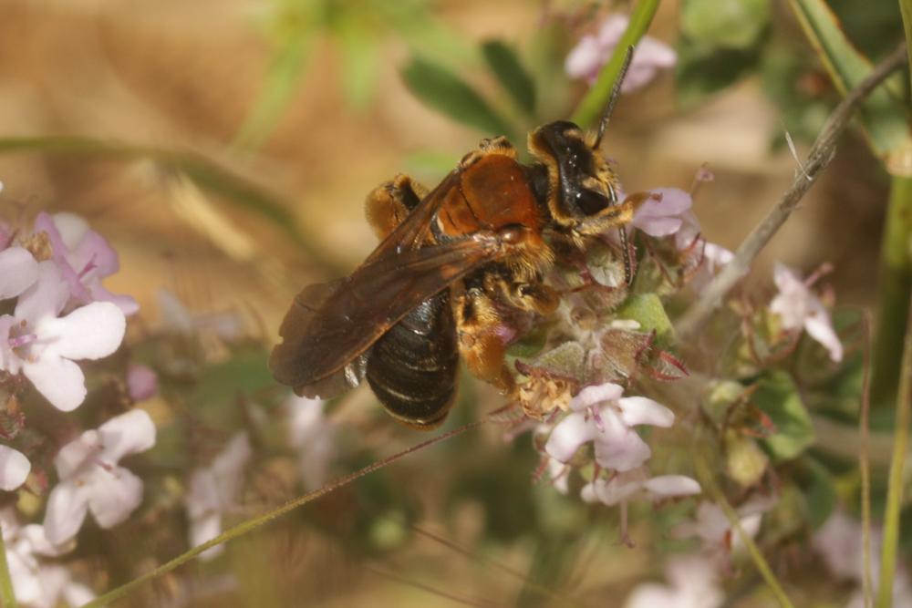 Andrena limbata Eversmann, 1852