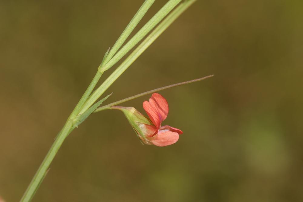 Gesse à fruits ronds, Gesse à graines rondes Lathyrus sphaericus Retz., 1783