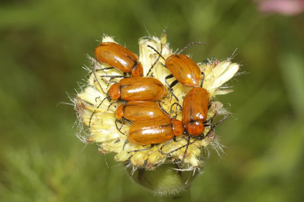 Lupérus portugais Exosoma lusitanicum (Linnaeus, 1767)
