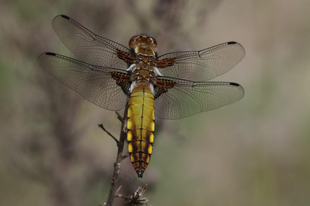 Libellule déprimée (La) Libellula depressa Linnaeus, 1758