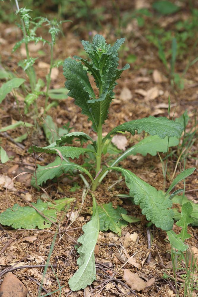 Molène blattaire, Herbe aux mites Verbascum blattaria L., 1753