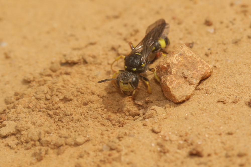 Cerceris rybyensis (Linnaeus, 1771)