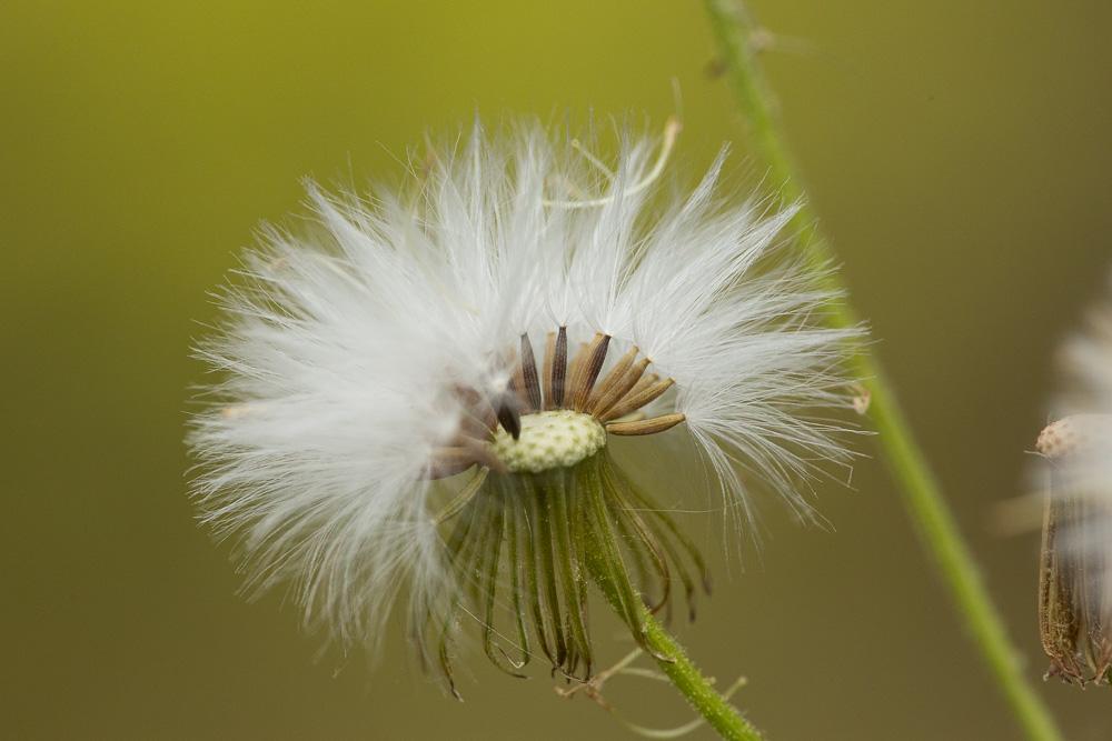 Séneçon livide Senecio lividus L., 1753