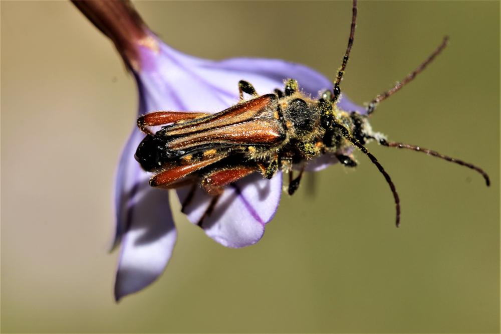 Sténoptère roux Stenopterus rufus (Linnaeus, 1767)