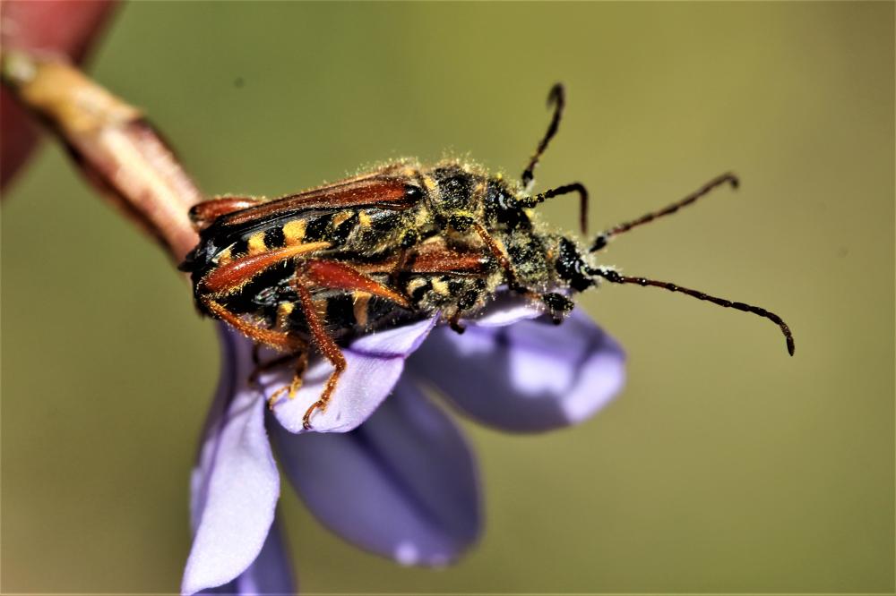 Sténoptère roux Stenopterus rufus (Linnaeus, 1767)