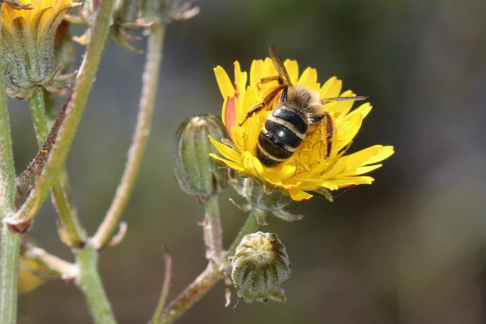 Andrena flavipes Panzer, 1799