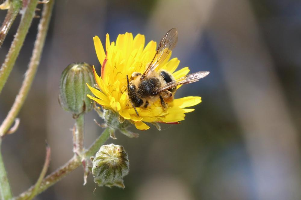 Andrena flavipes Panzer, 1799