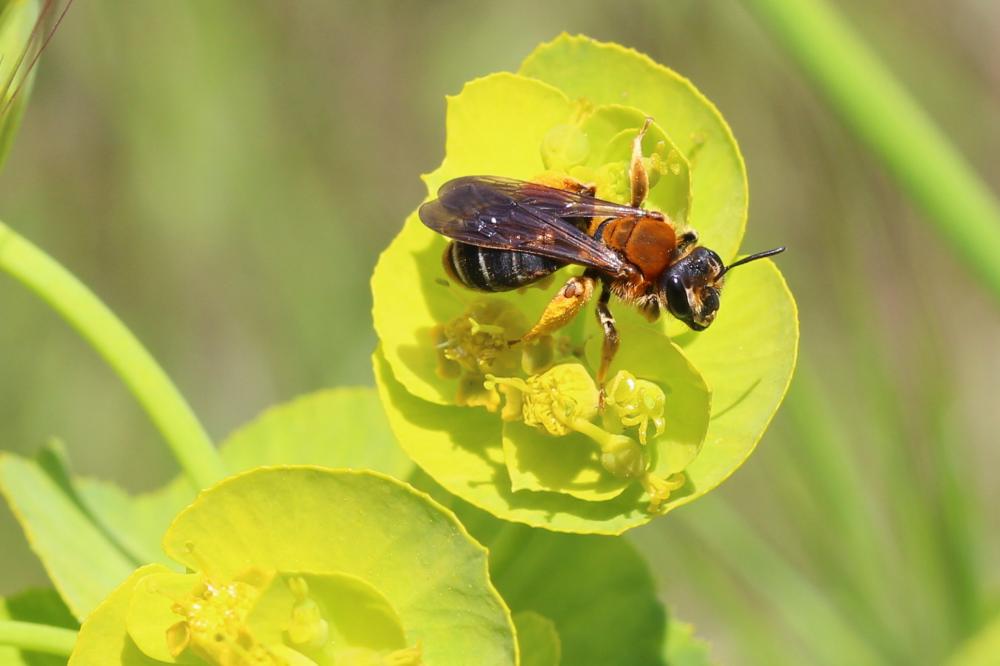 Andrena limbata Eversmann, 1852