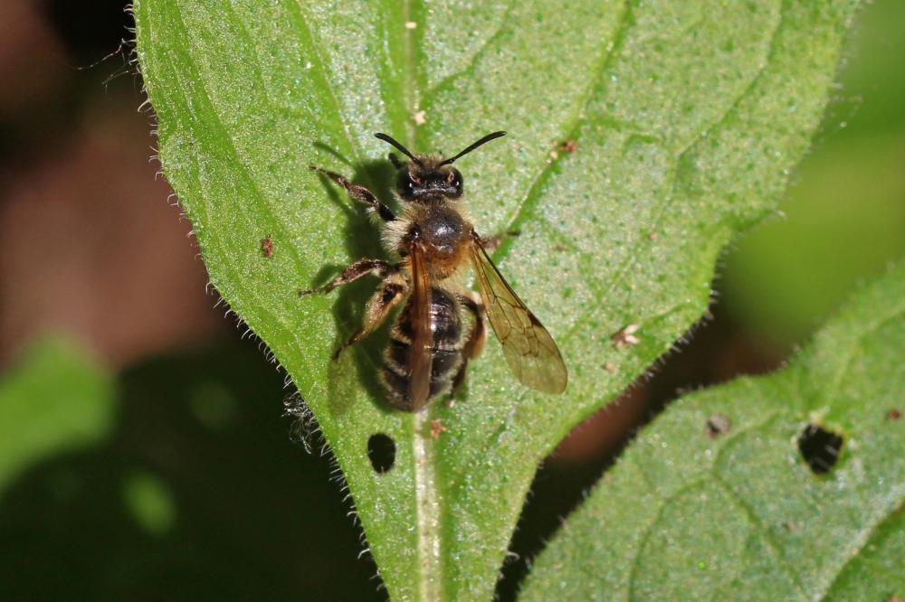 Andrena symphyti Schmiedeknecht, 1883