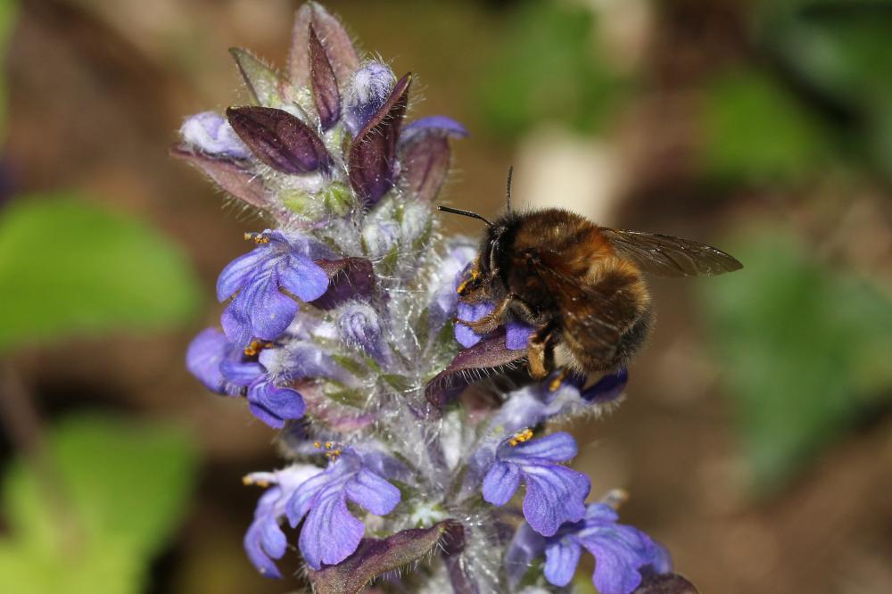 Anthophore commune, Anthophore plumeuse, Anthophor Anthophora plumipes (Pallas, 1772)