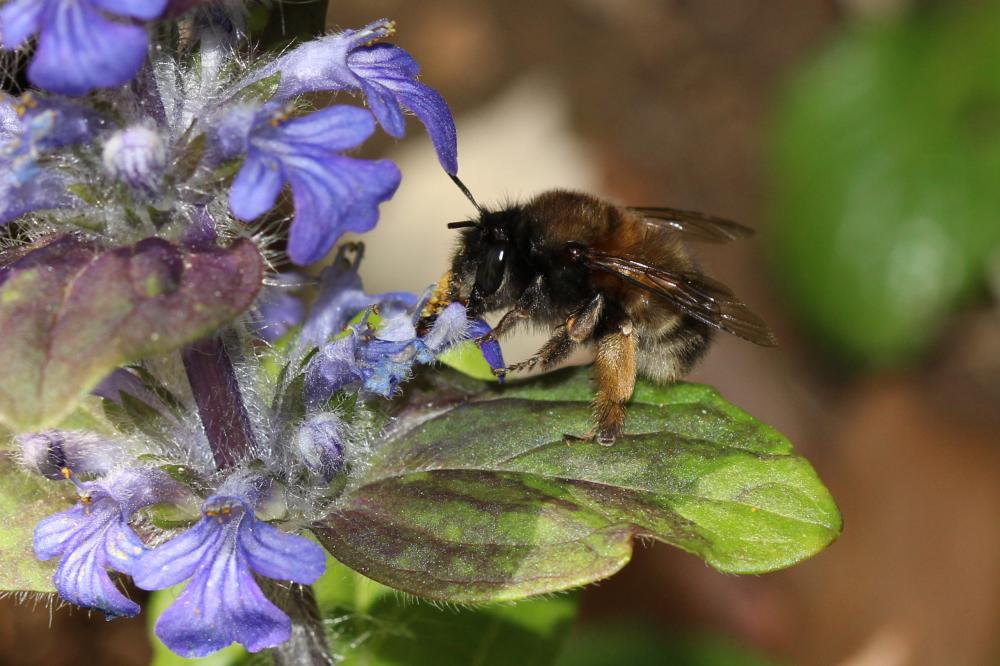 Anthophore commune, Anthophore plumeuse, Anthophor Anthophora plumipes (Pallas, 1772)