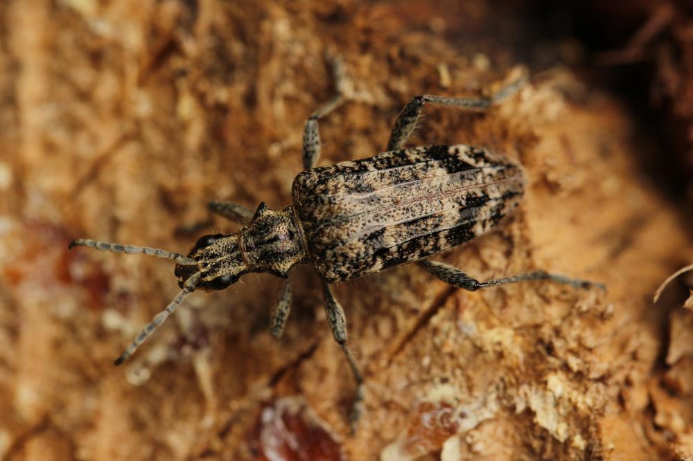 Rhagie inquisitrice Rhagium inquisitor (Linnaeus, 1758)