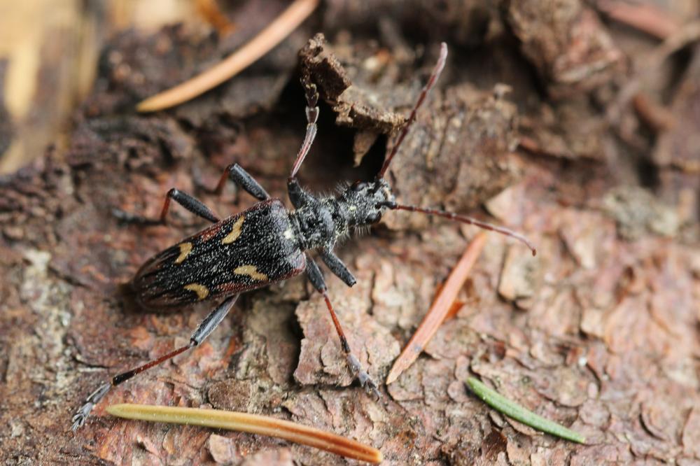 Rhagium bifasciatum Fabricius, 1775