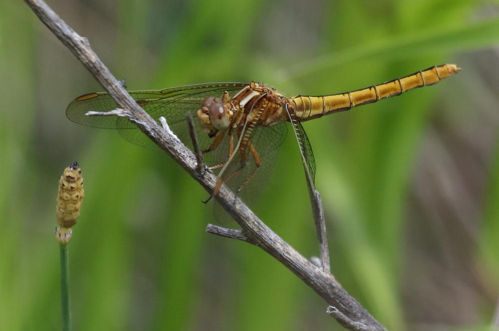 Orthétrum bleuissant (L') Orthetrum coerulescens (Fabricius, 1798)