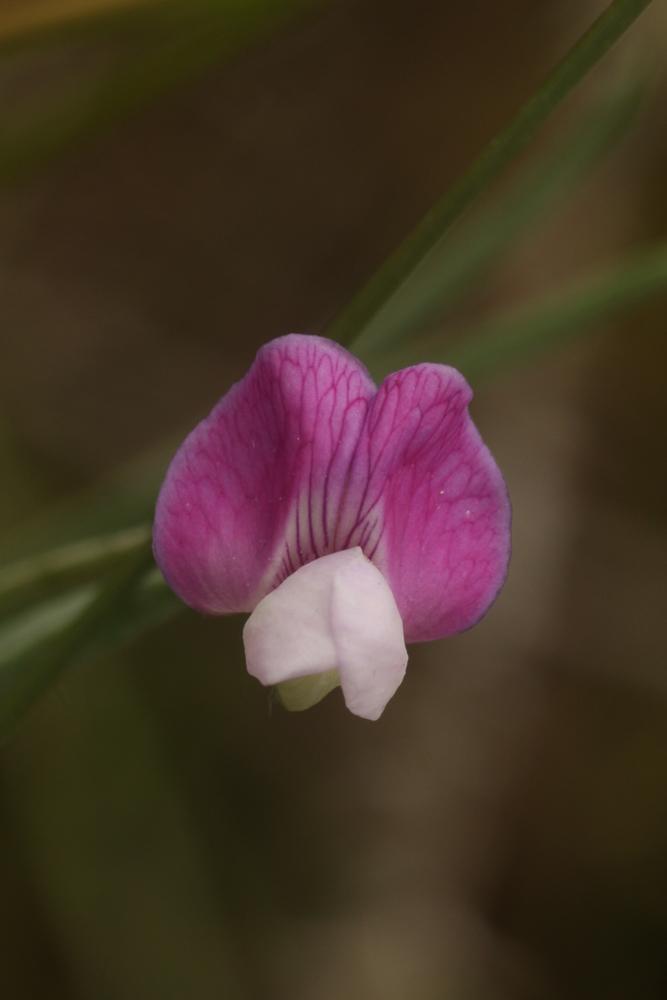 Gesse hérissée, Gesse hirsute Lathyrus hirsutus L., 1753
