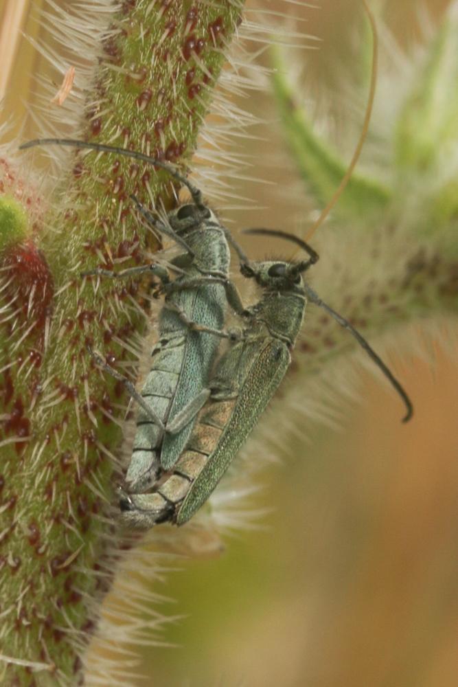 Phytoécie bleuâtre Opsilia coerulescens (Scopoli, 1763)
