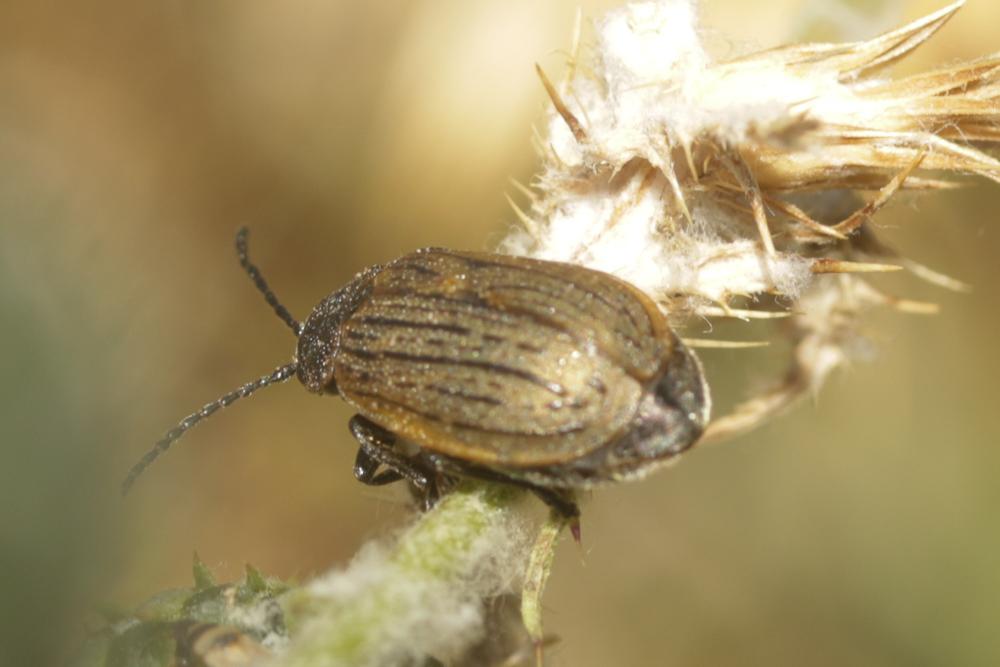 Galeruca interrupta Illiger, 1802