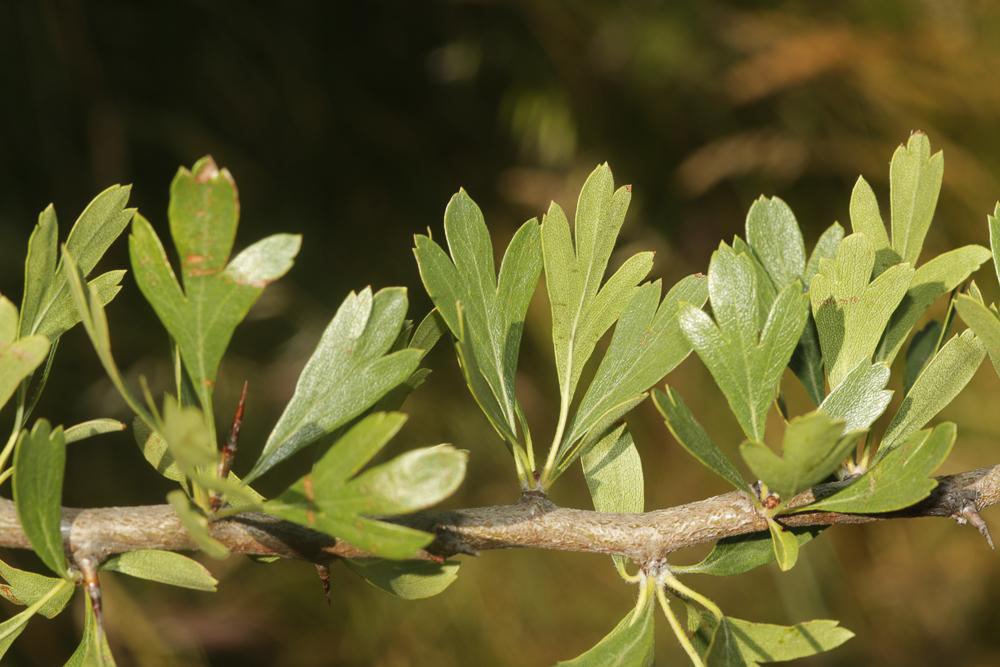 Épine d'Espagne Crataegus azarolus L., 1753