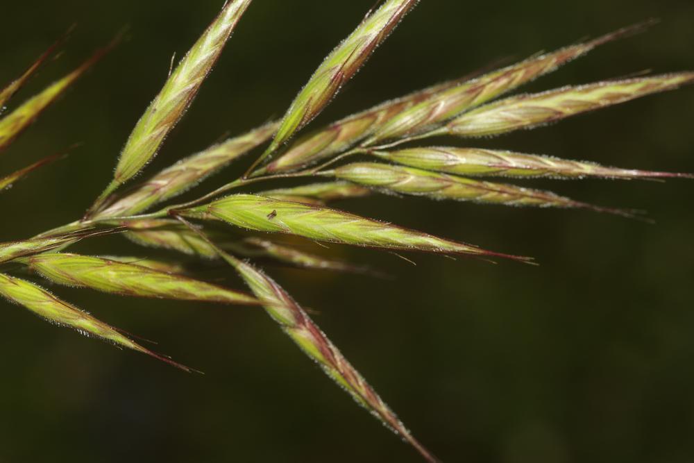 Brome lancéolé Bromus lanceolatus Roth, 1797
