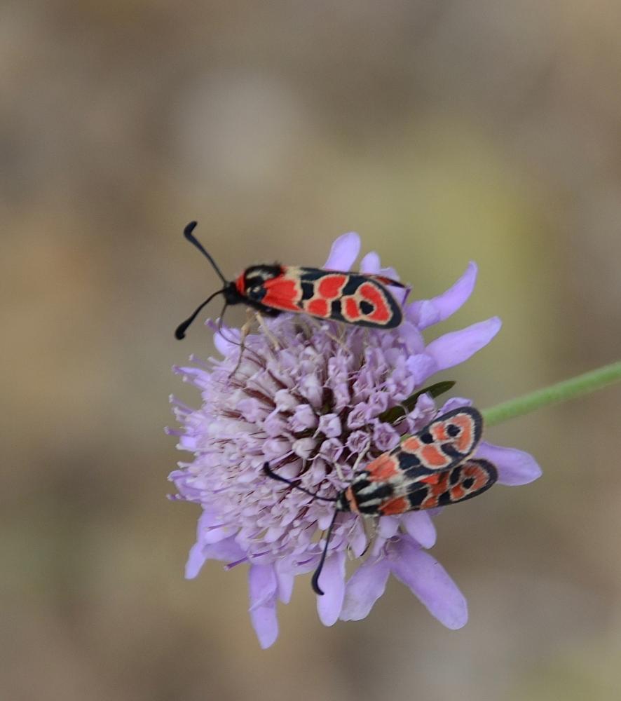Zygène de la Petite coronille (La) Zygaena fausta (Linnaeus, 1767)