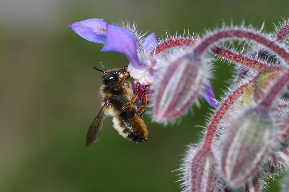 Megachile pyrenaica Lepeletier, 1841