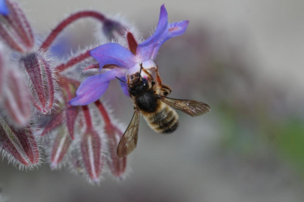  Megachile pyrenaica Lepeletier, 1841