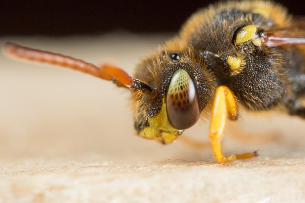  Nomada sexfasciata Panzer, 1799