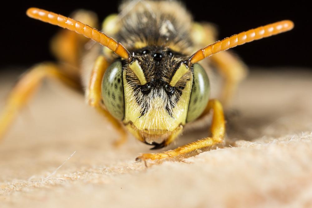 Nomada basalis Herrich-Schäffer, 1839