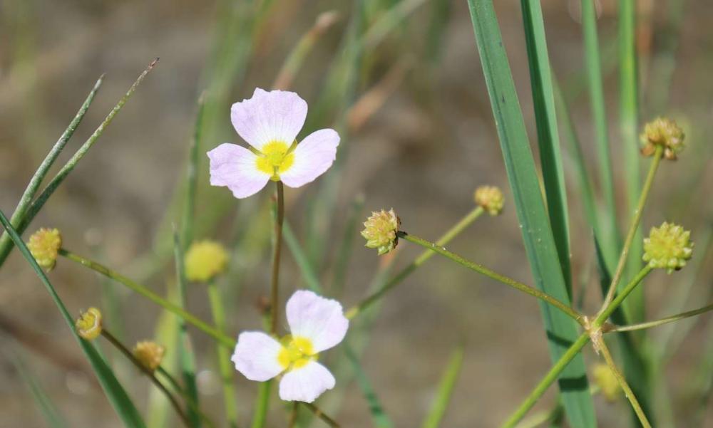 Flûteau fausse-renoncule, Baldellie fausse Renoncu Baldellia ranunculoides (L.) Parl., 1854