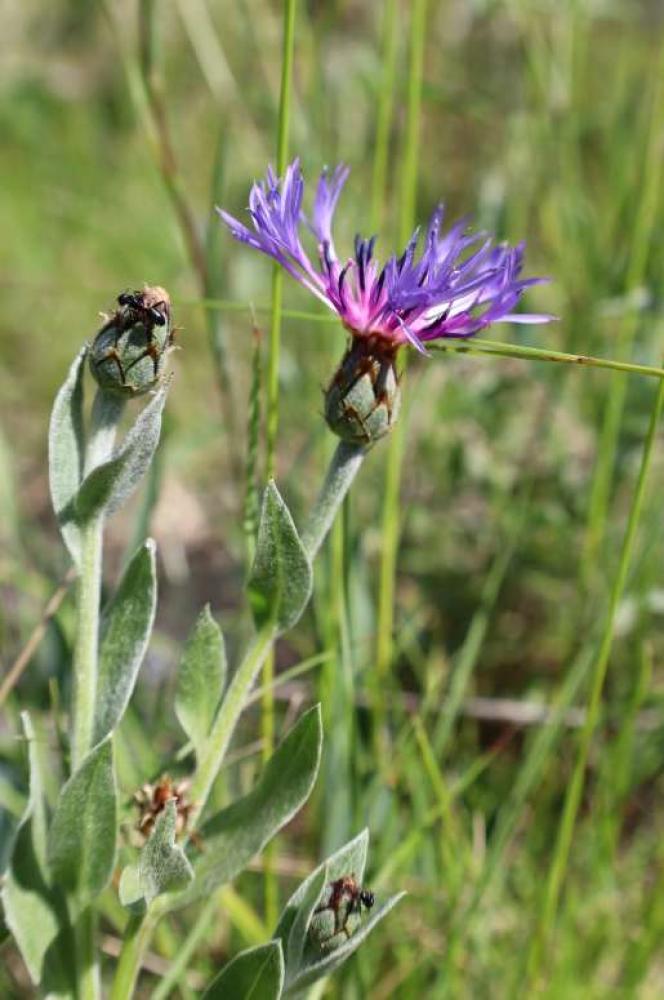 Centaurée Cyanus semidecurrens (Jord.) Holub, 1973