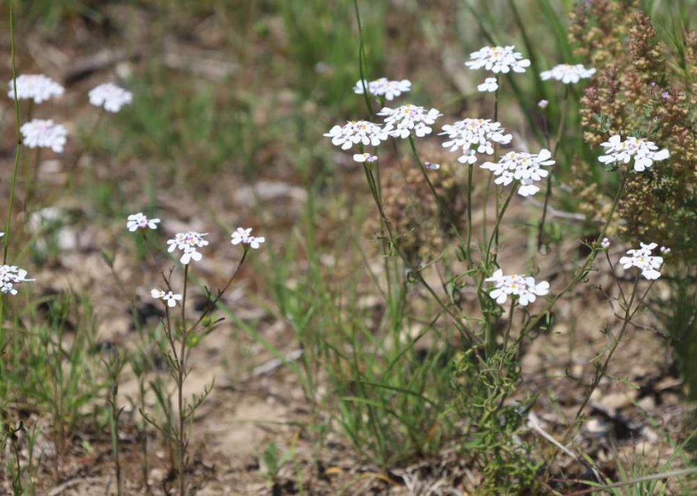 Ibéris à feuilles pennatifides Iberis pinnata L., 1755