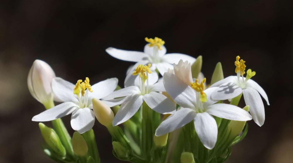 Petite centaurée commune, Erythrée Centaurium erythraea Rafn, 1800