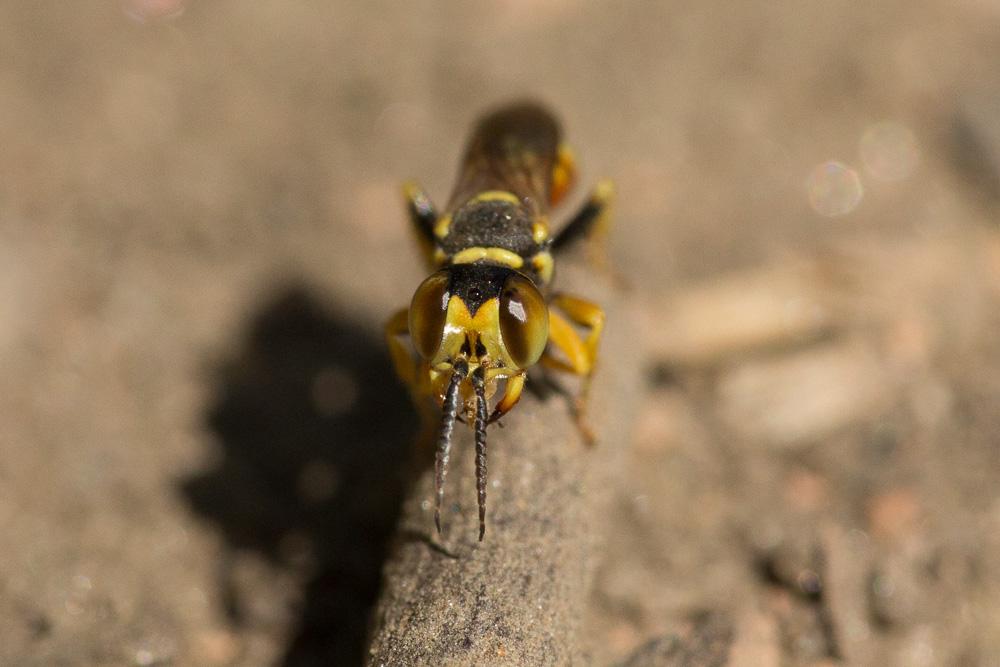 Dinetus pictus (Fabricius, 1793)
