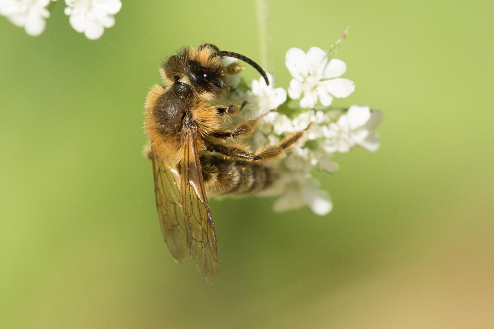  Andrena Fabricius, 1775