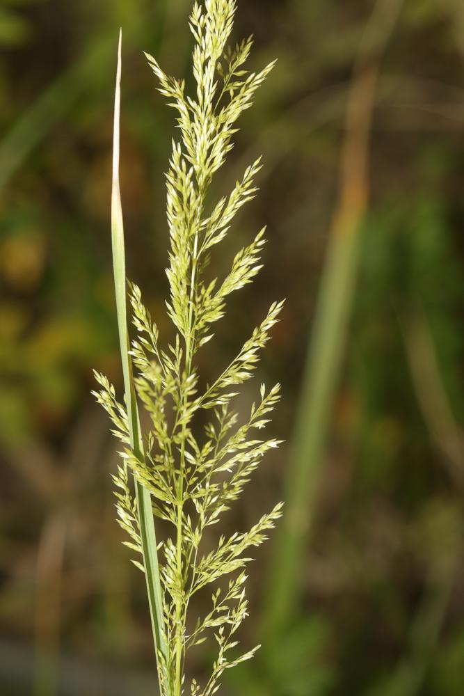 Agrostide stolonifère Agrostis stolonifera L., 1753