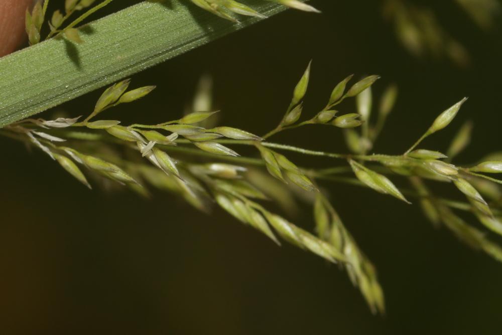 Agrostide stolonifère Agrostis stolonifera L., 1753