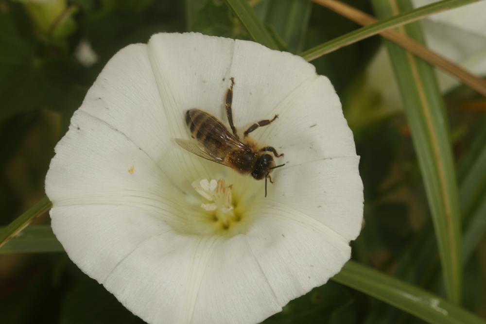 Abeille domestique, Abeille européenne, Abeille me Apis mellifera Linnaeus, 1758